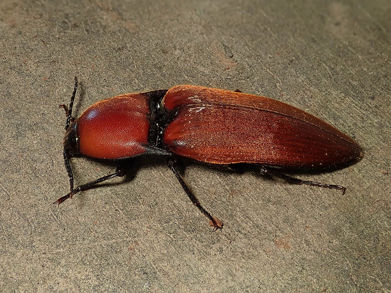 Elateridae: Elater ferrugineus? S.